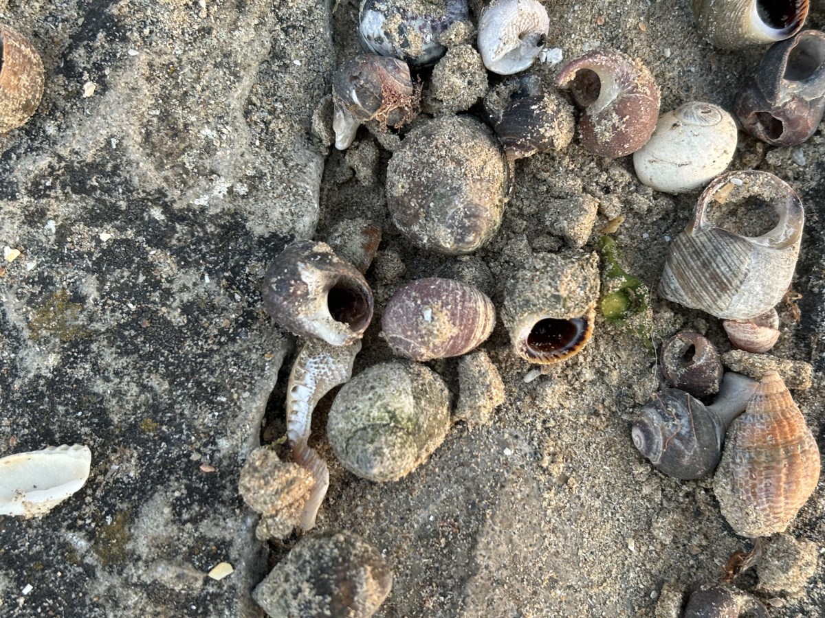 Why do I hear the ocean when I put a seashell next to my&nbsp;ear?