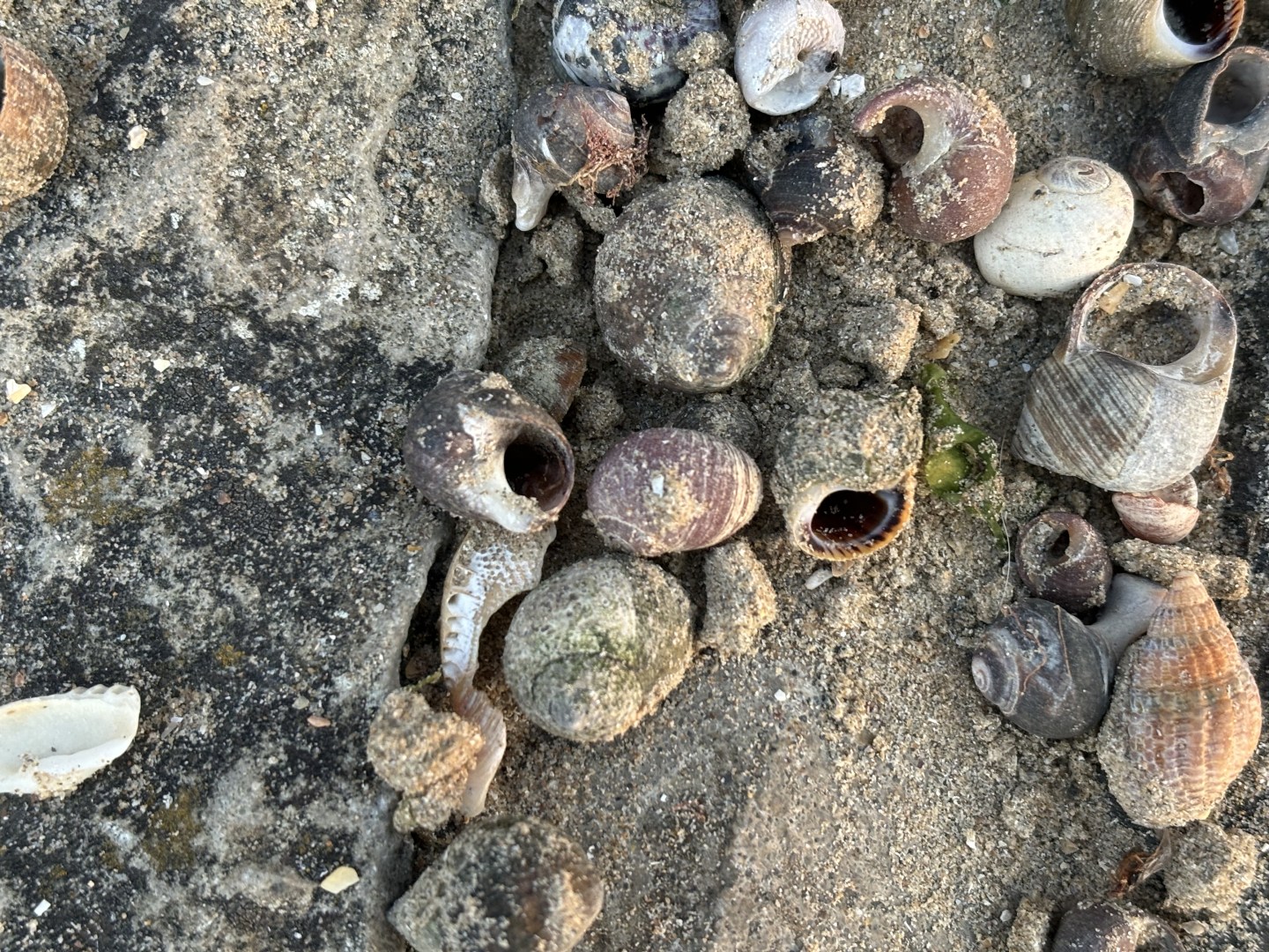 Margate beach seashells
