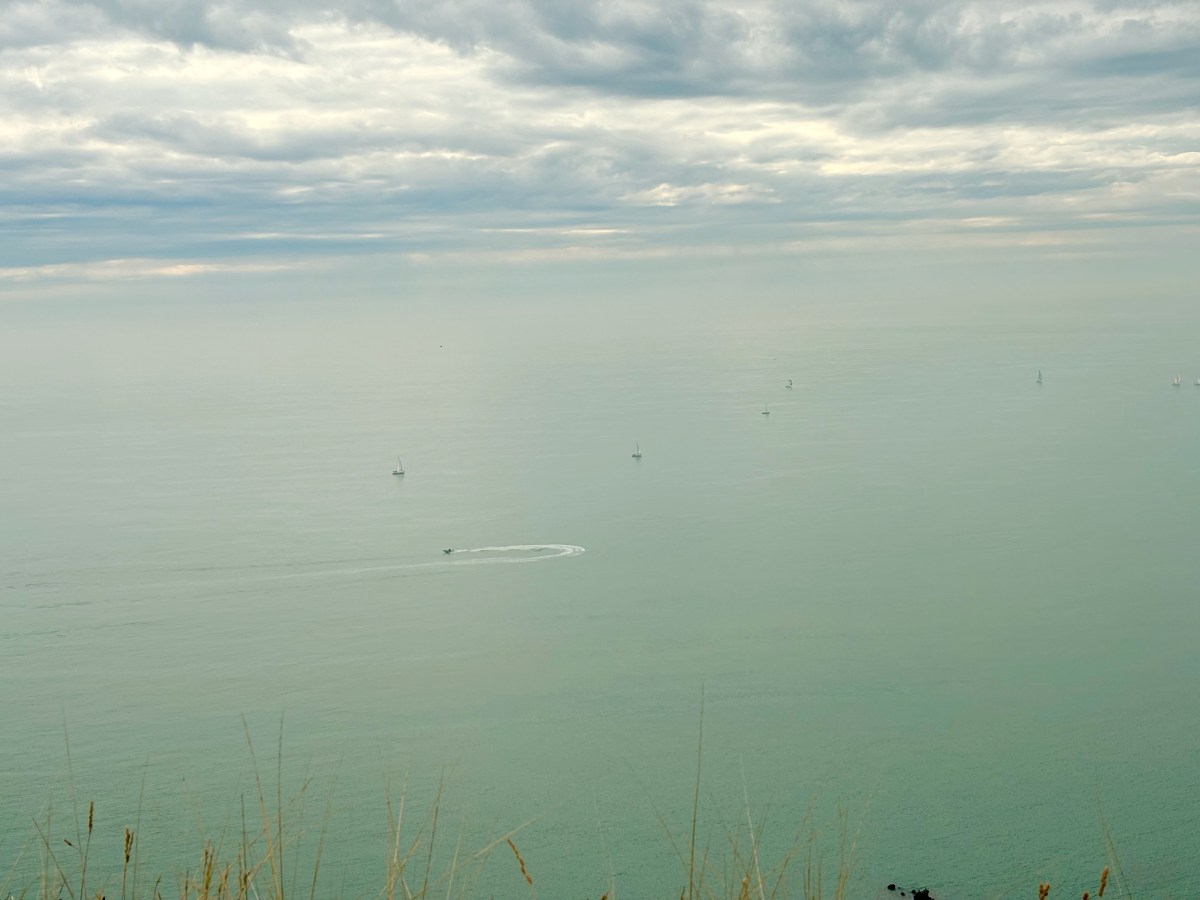 What is the largest mammal in the&nbsp;ocean?