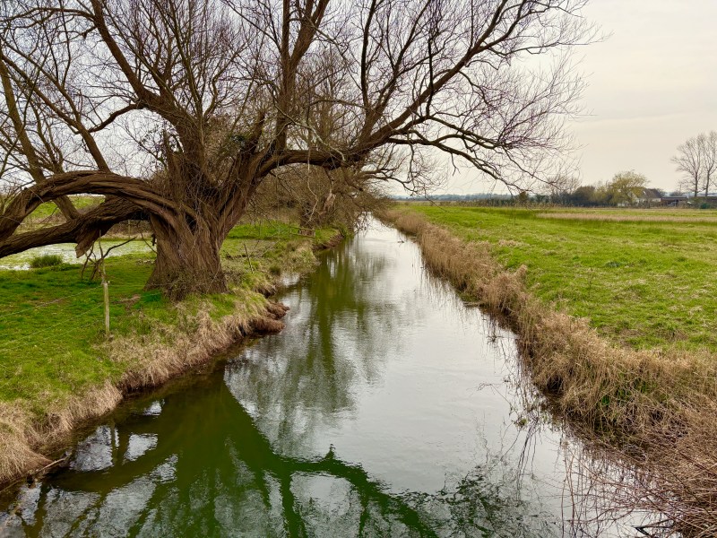 A stream of water with trees on the side