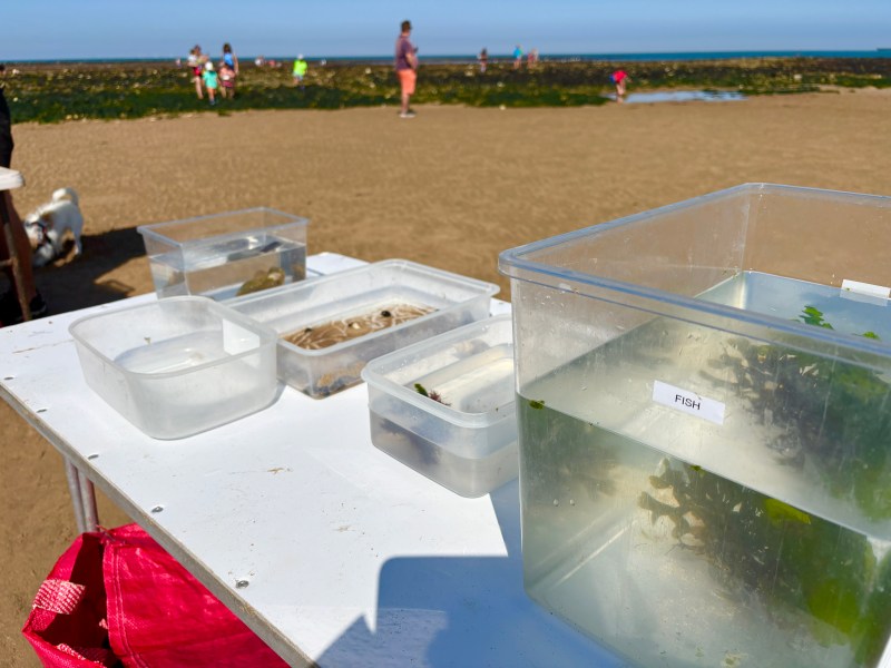 container with plants and sea creatures