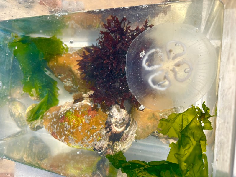 Jelly fish in a container