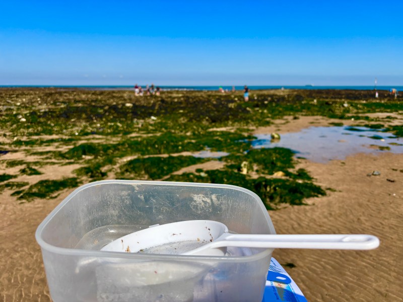 Net and container - Rockpooling at Margate Main Sands Beach