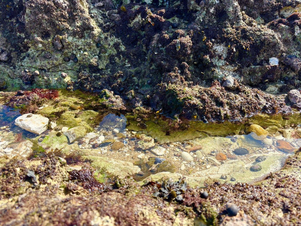 Rockpooling in Margate and Thanet: Best Spots, Tips, and What You’ll&nbsp;Find