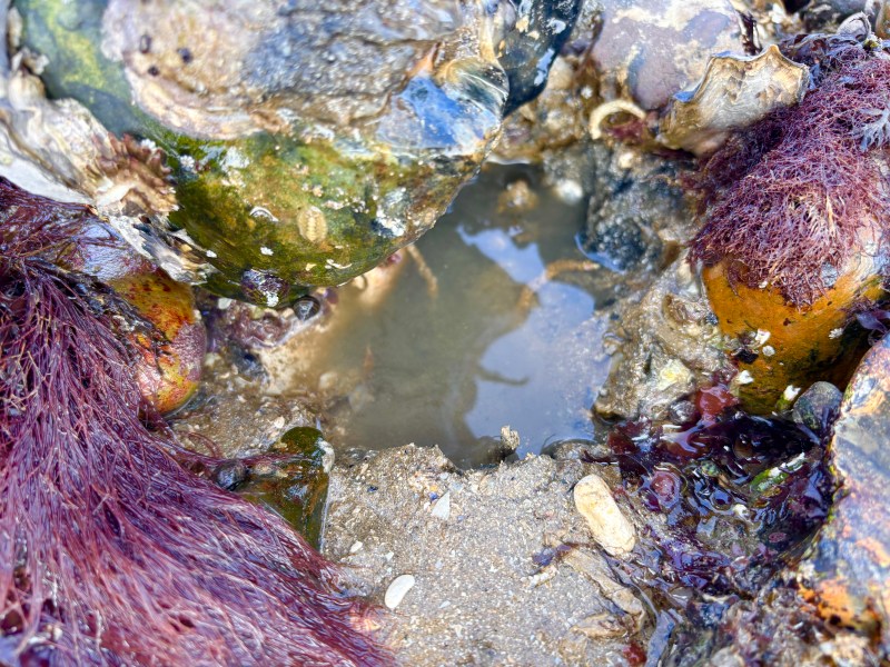 Rockpooling at Margate Main Sands Beach