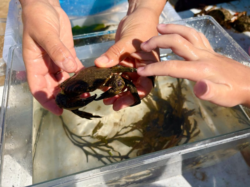 holding a crab