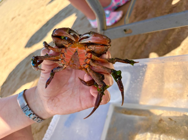 Holding a crab