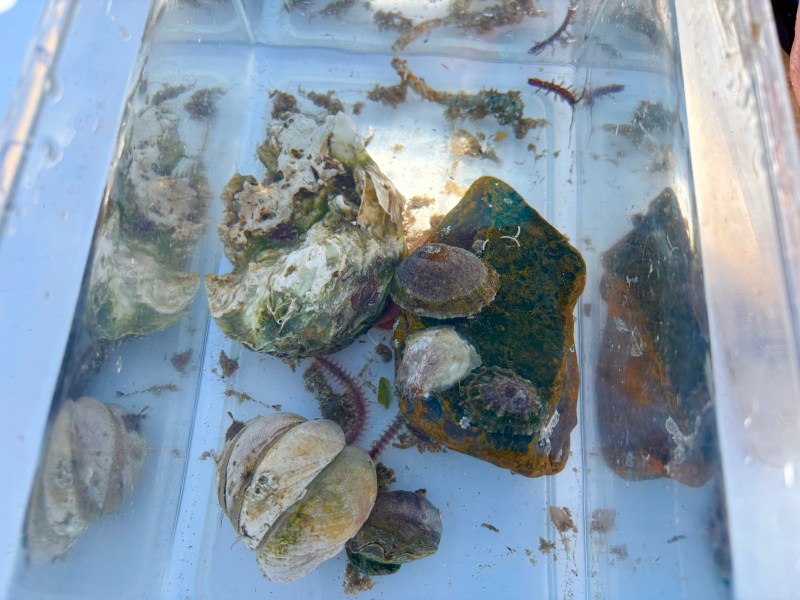 Shells in a container