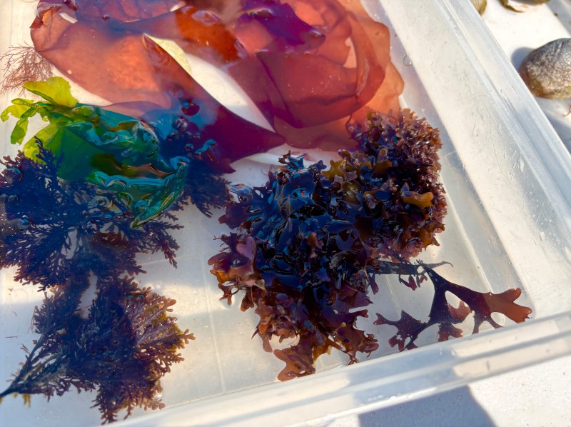 Seaweed in a container